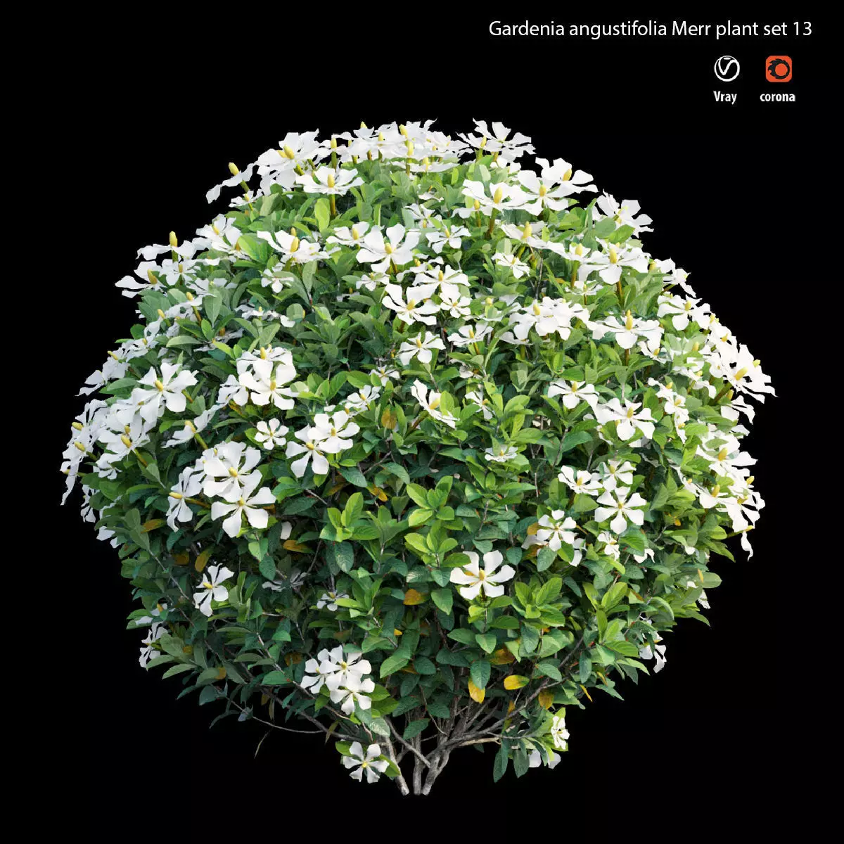 Gardenia angustifolia Merr plant set 13 3D model_0