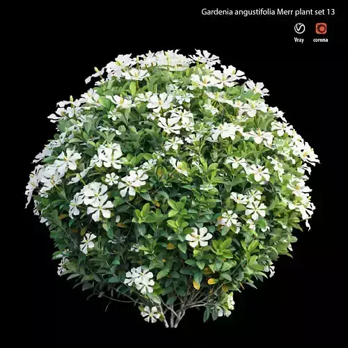 Gardenia angustifolia Merr plant set 13 3D model