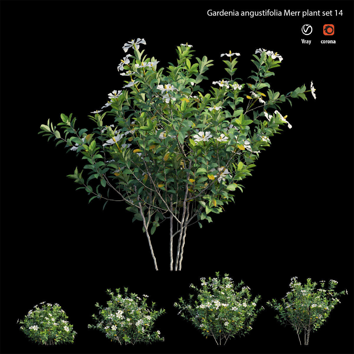 Gardenia angustifolia Merr plant set 14 3D model_3