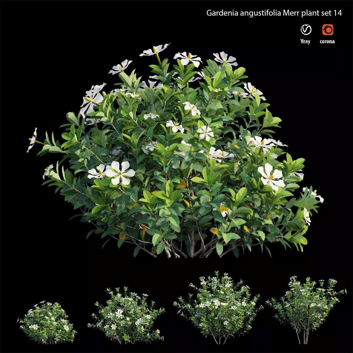 Gardenia angustifolia Merr plant set 14 3D model_0