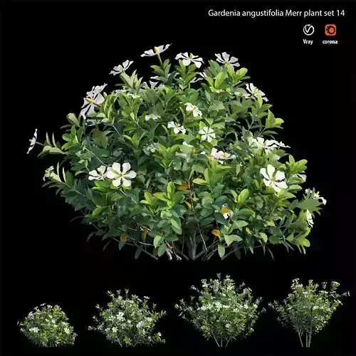 Gardenia angustifolia Merr plant set 14 3D model