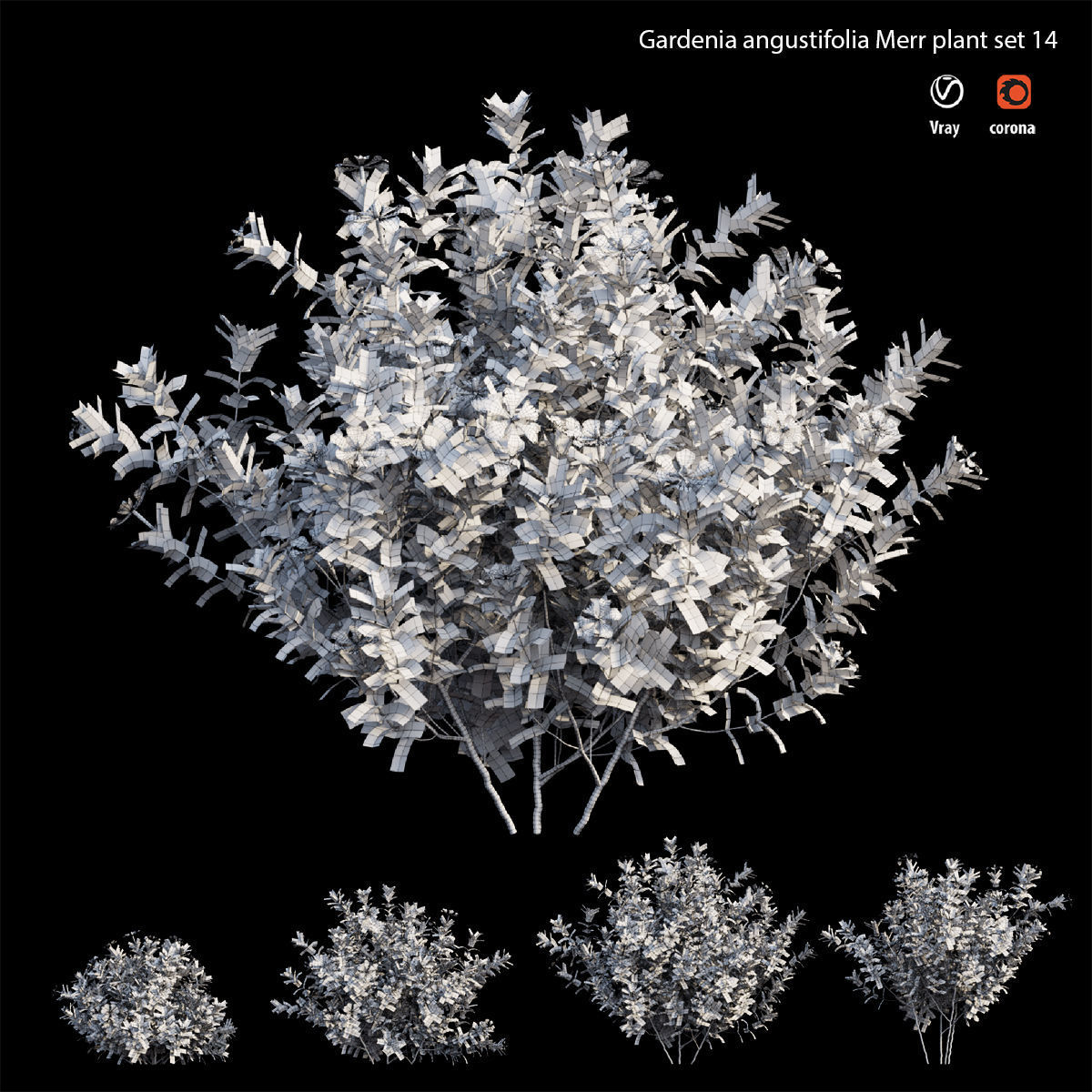 Gardenia angustifolia Merr plant set 14 3D model_4