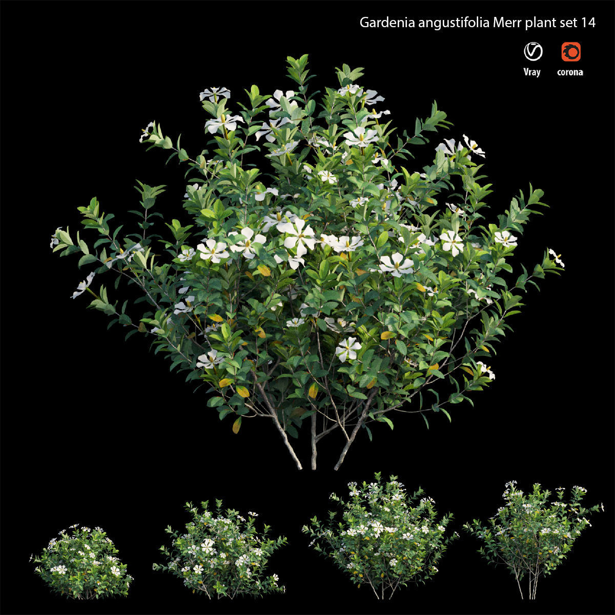Gardenia angustifolia Merr plant set 14 3D model_2