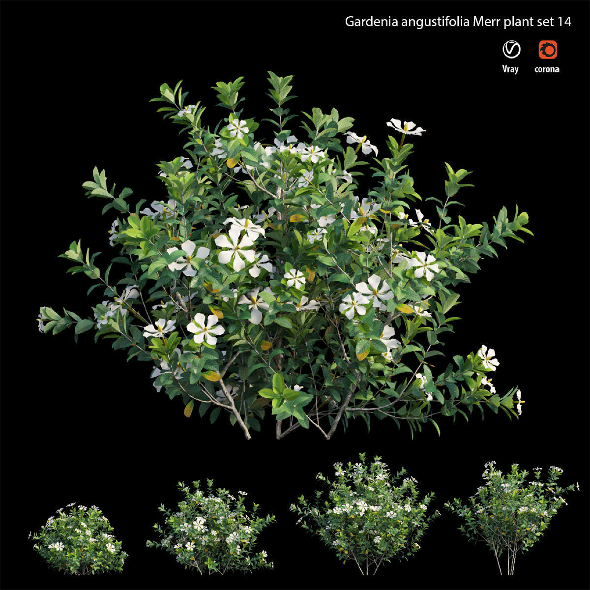 Gardenia angustifolia Merr plant set 14 3D model_1