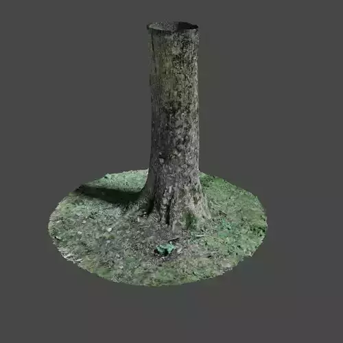 Tree 7 in middle of grassy area