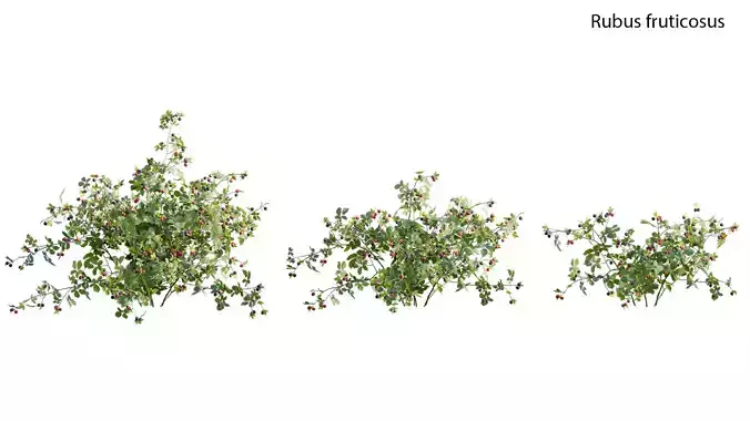 Rubus fruticosus - Blackberry