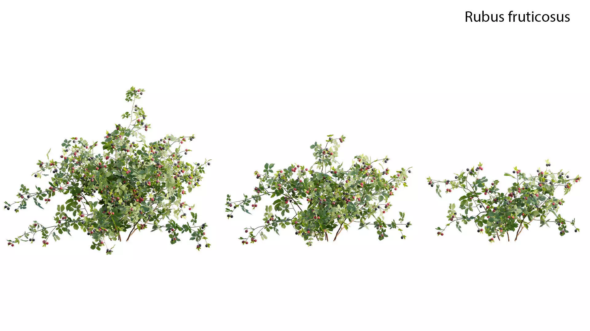Rubus fruticosus - Blackberry 3D model