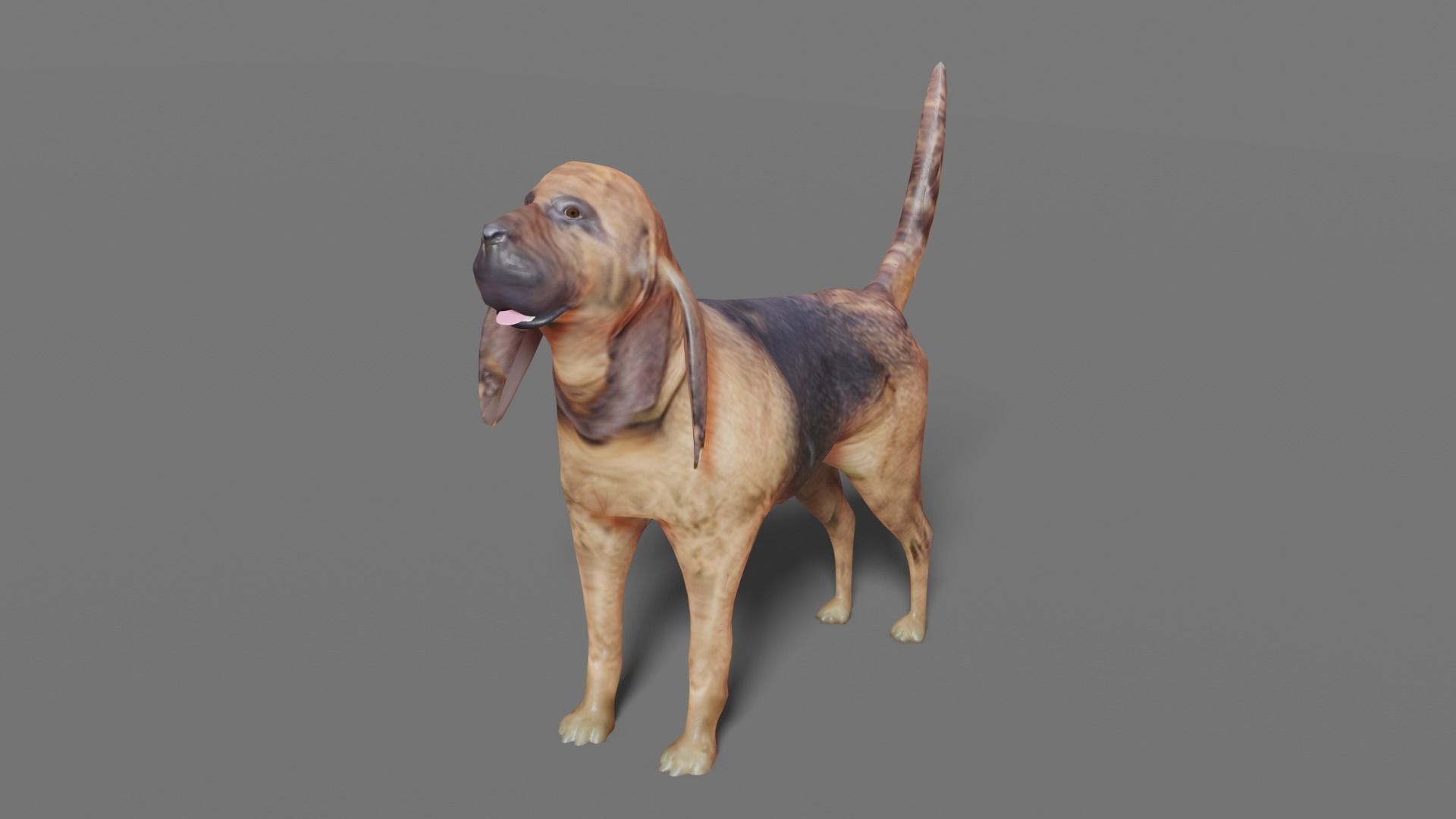 BLOODHOUND hound dog Low-poly 3D model_4