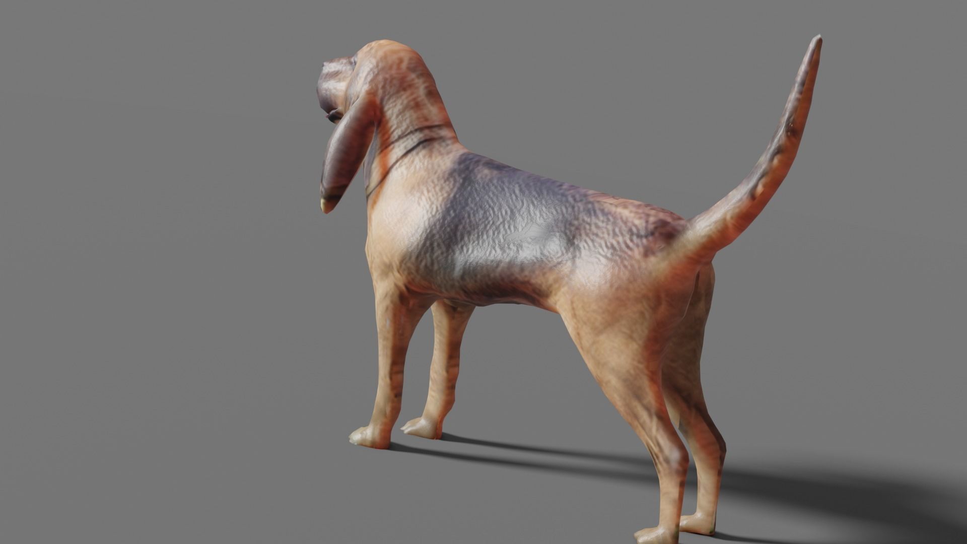 BLOODHOUND hound dog Low-poly 3D model_12