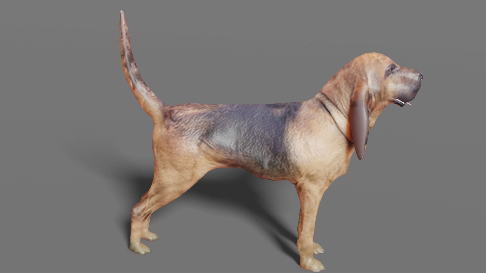 BLOODHOUND hound dog Low-poly 3D model_13