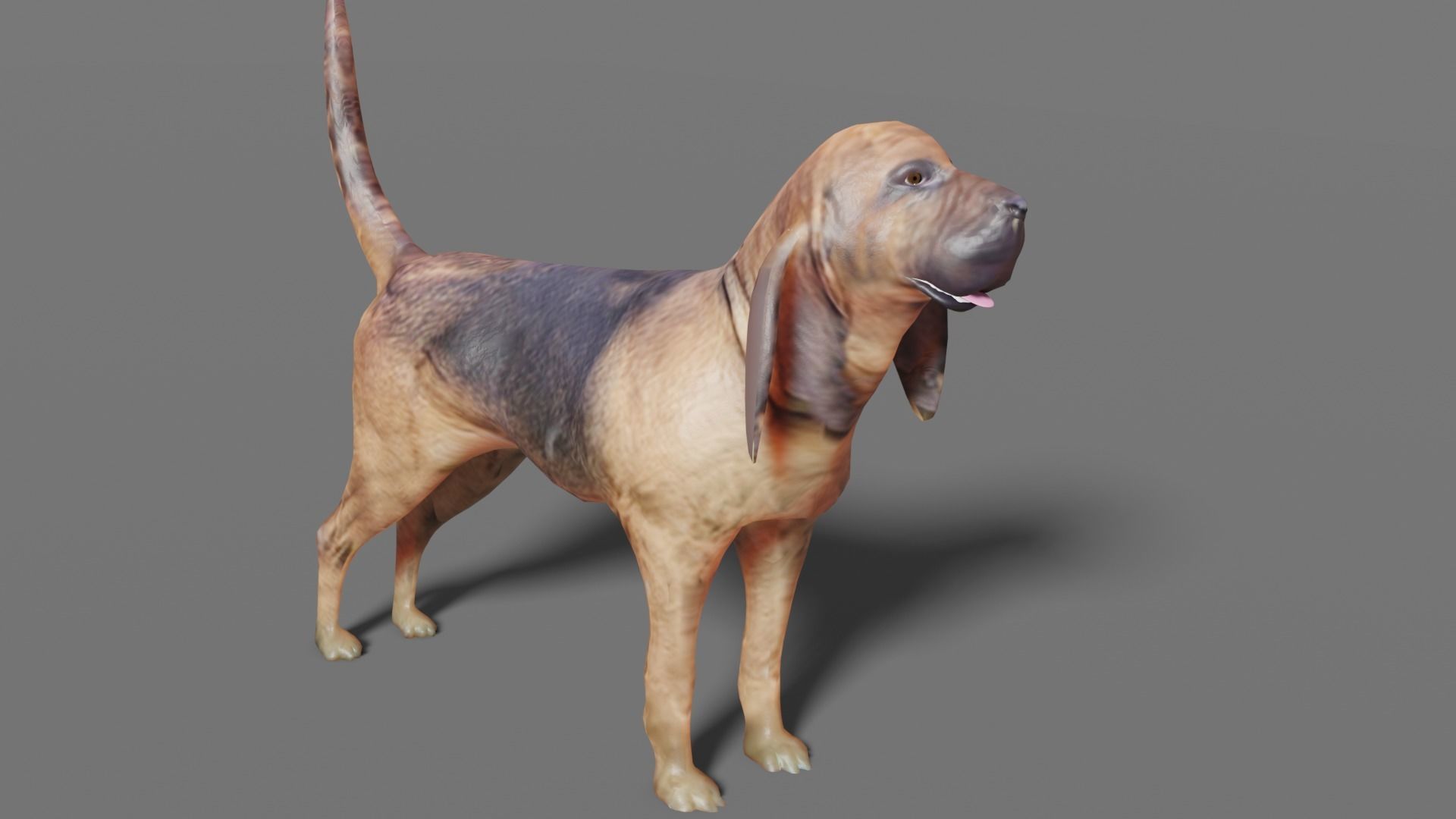 BLOODHOUND hound dog Low-poly 3D model_8
