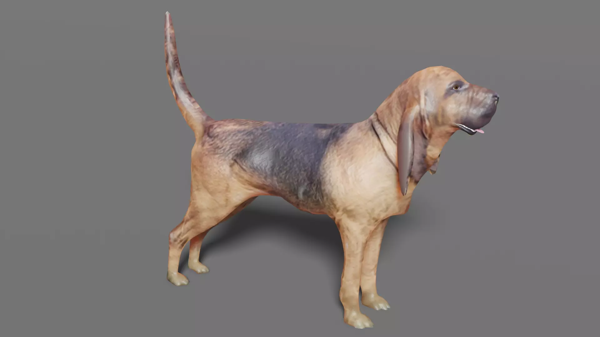 BLOODHOUND hound dog Low-poly 3D model_0
