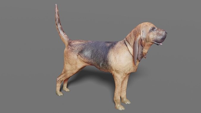 BLOODHOUND hound dog Low-poly 3D model
