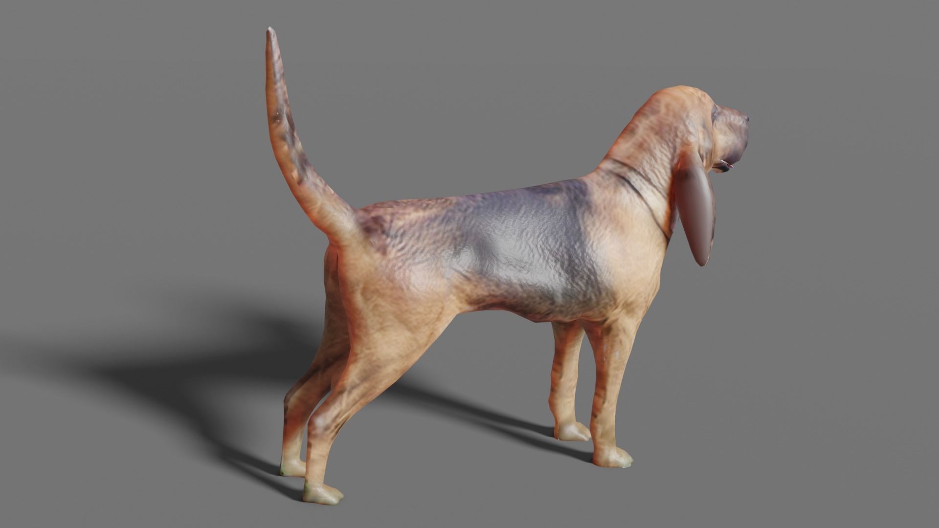 BLOODHOUND hound dog Low-poly 3D model_14