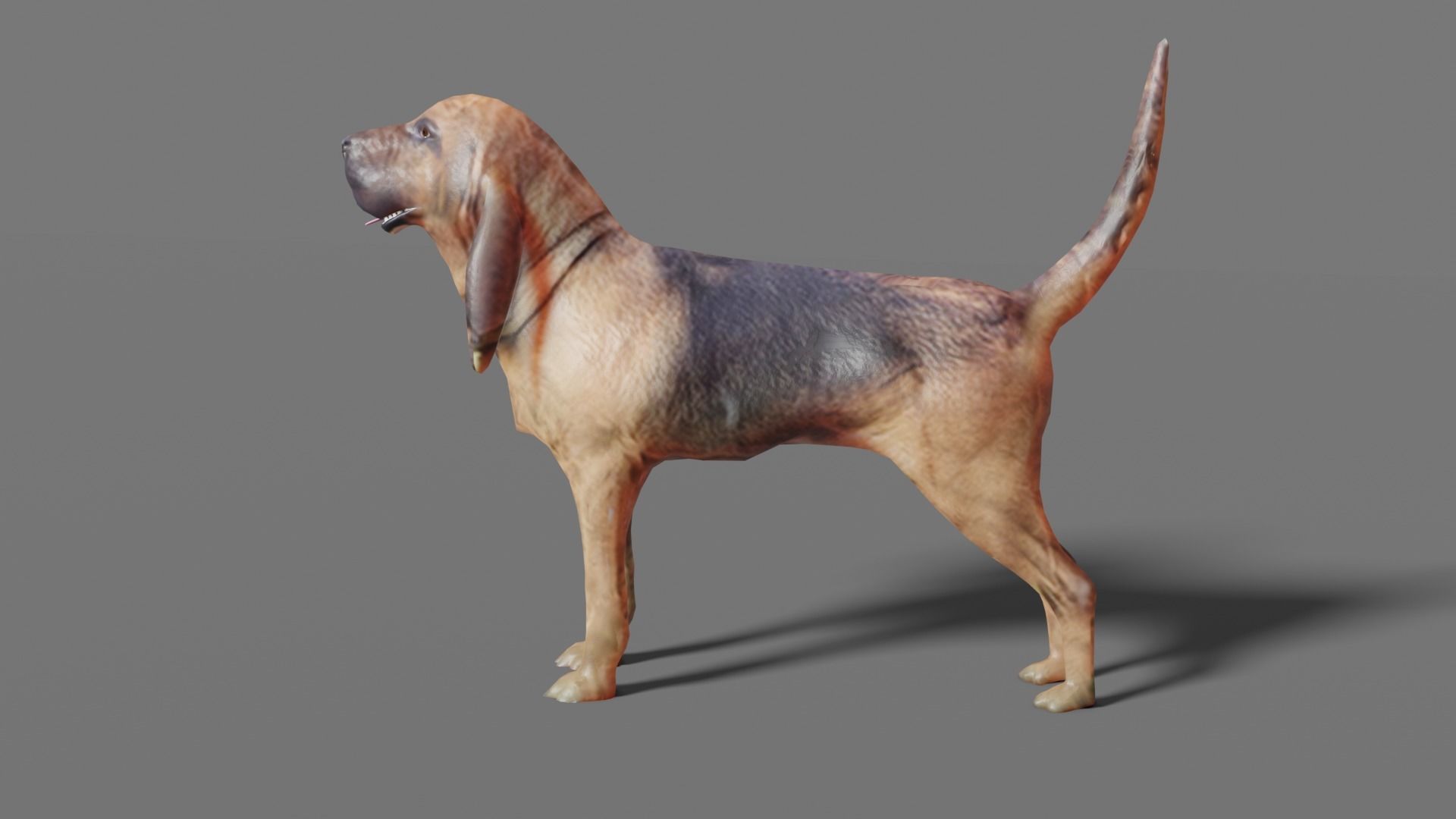 BLOODHOUND hound dog Low-poly 3D model_15