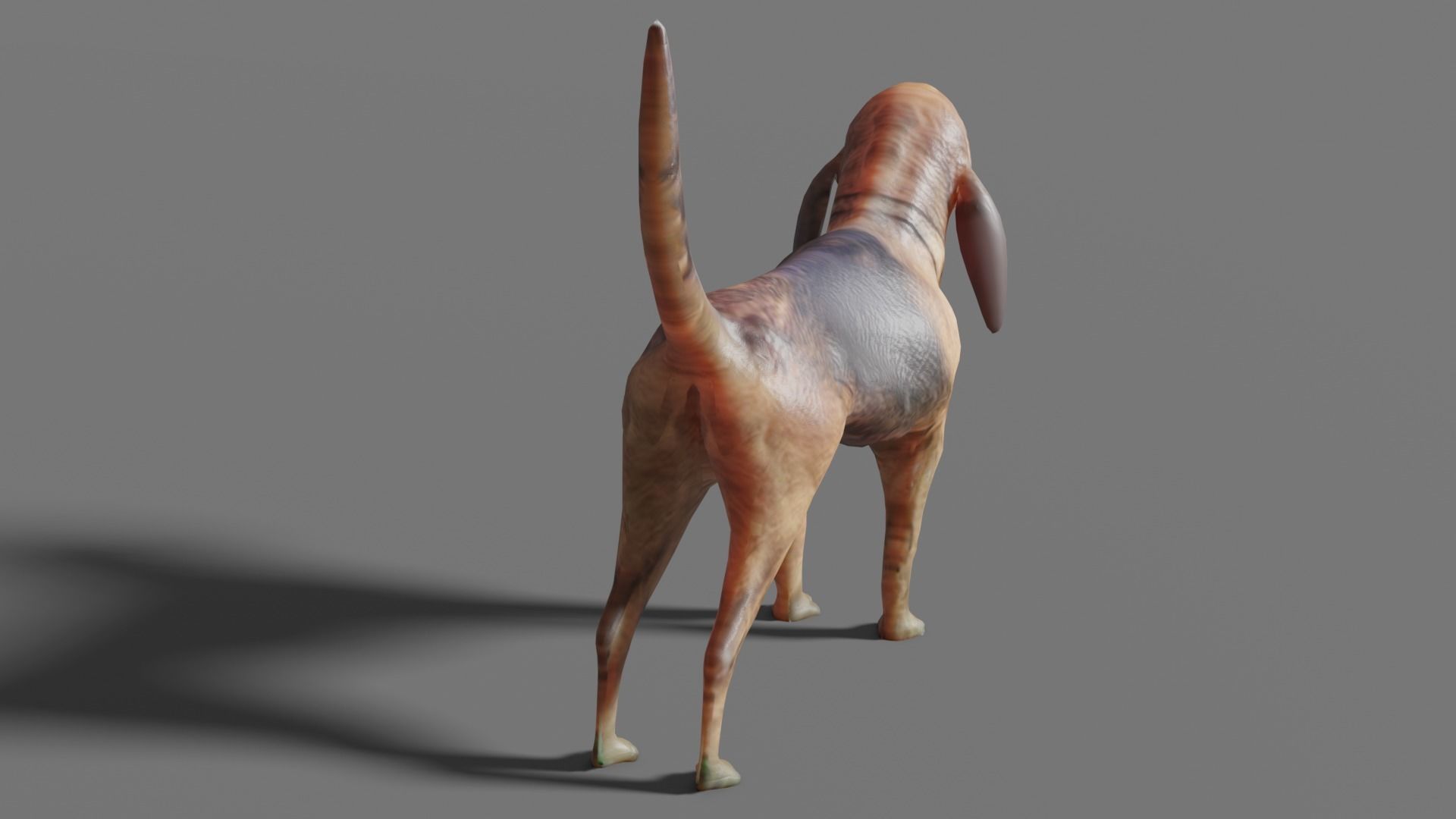 BLOODHOUND hound dog Low-poly 3D model_16