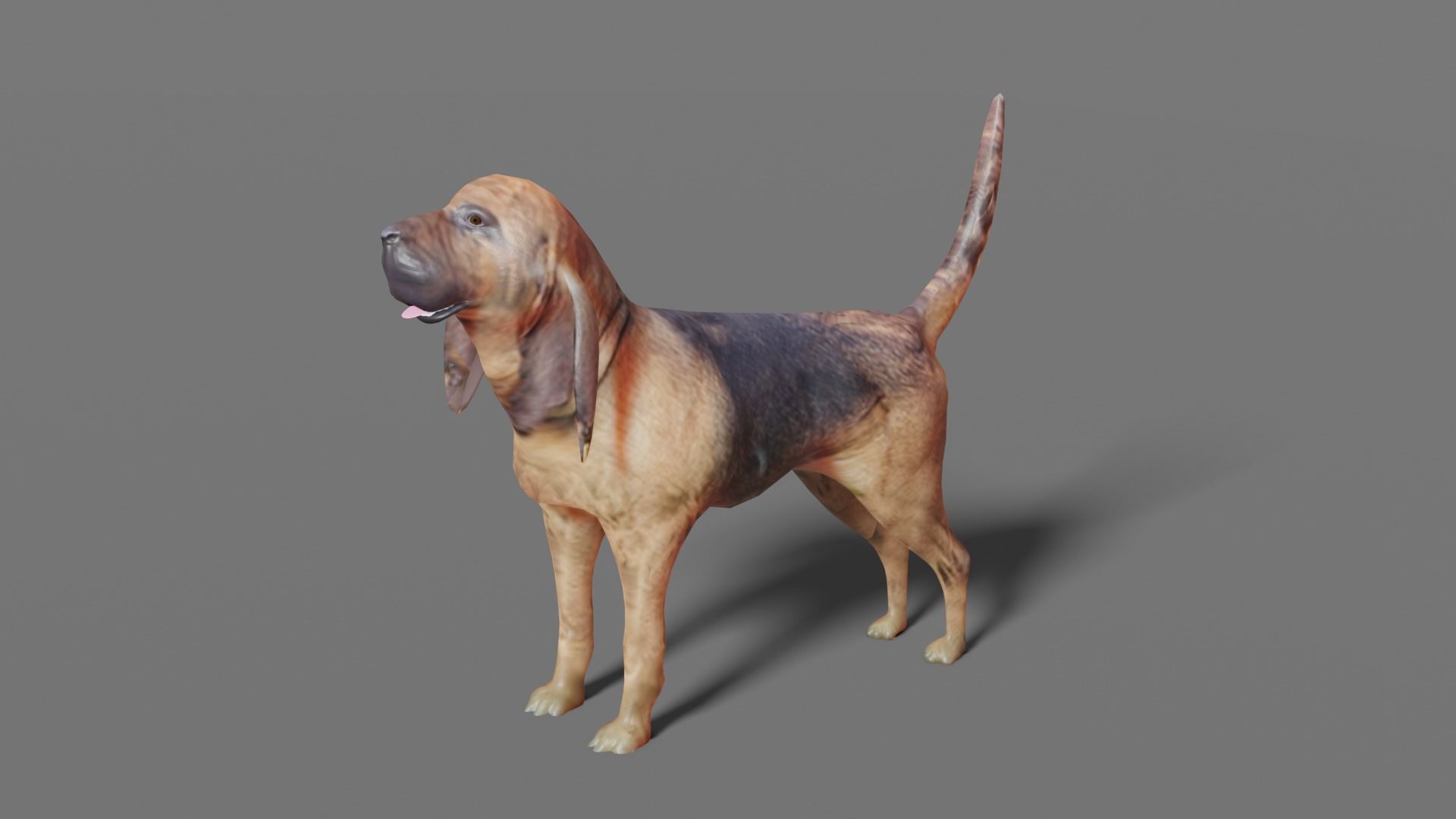BLOODHOUND hound dog Low-poly 3D model_2