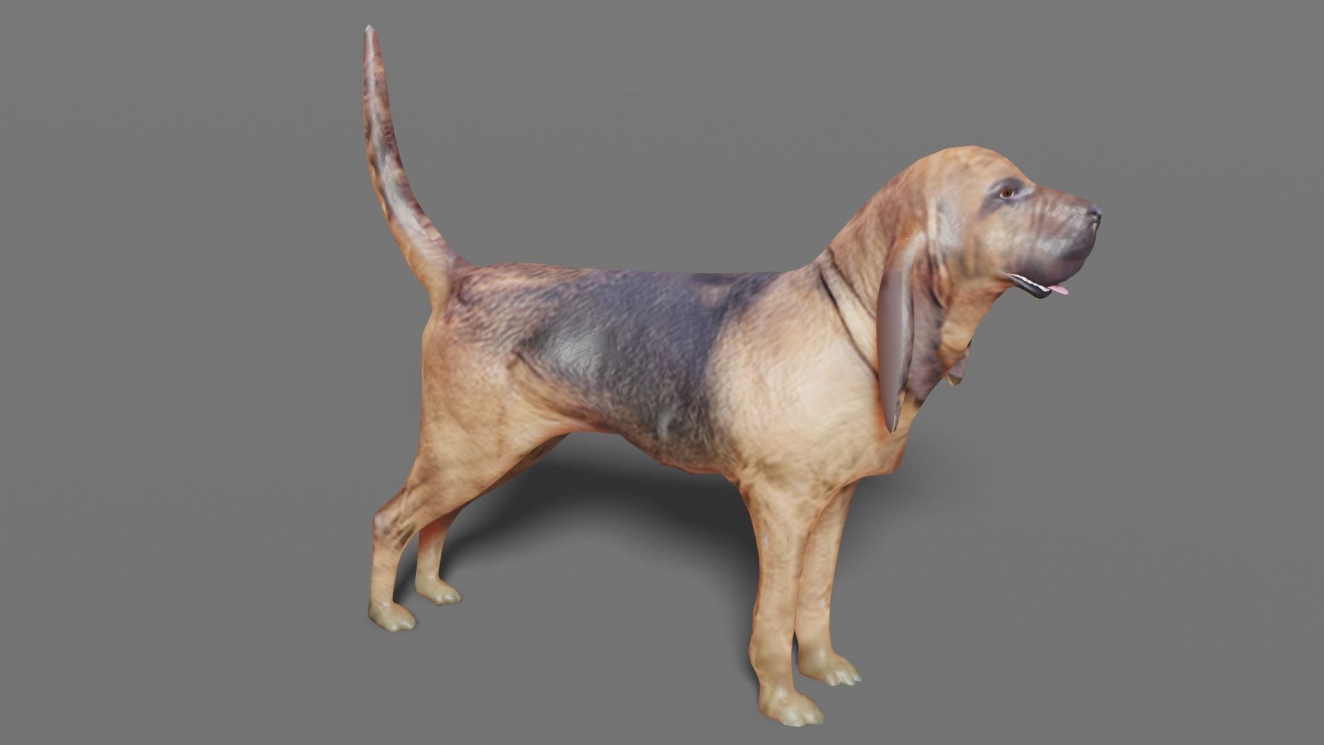 BLOODHOUND hound dog Low-poly 3D model_10