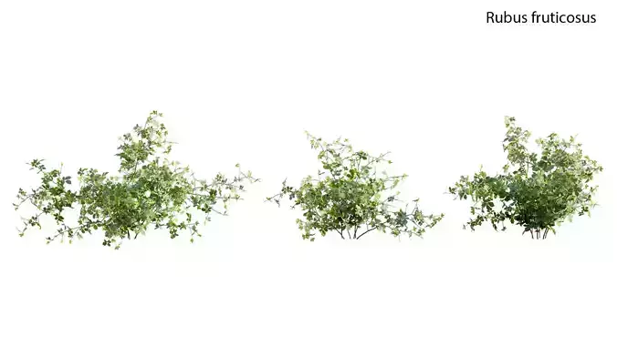 Rubus fruticosus - Blackberry 02