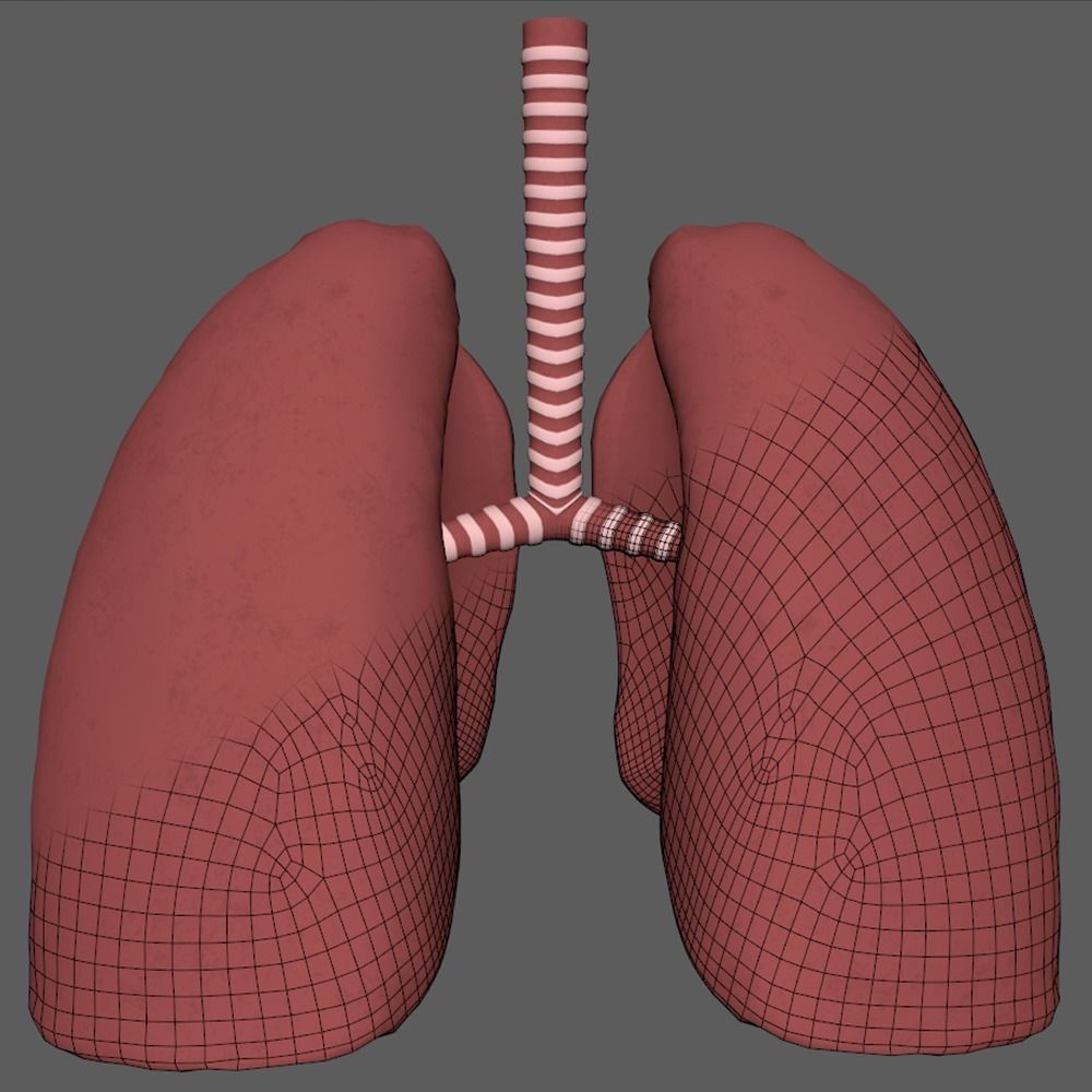 Human Lungs animation Low-poly 3D model_2