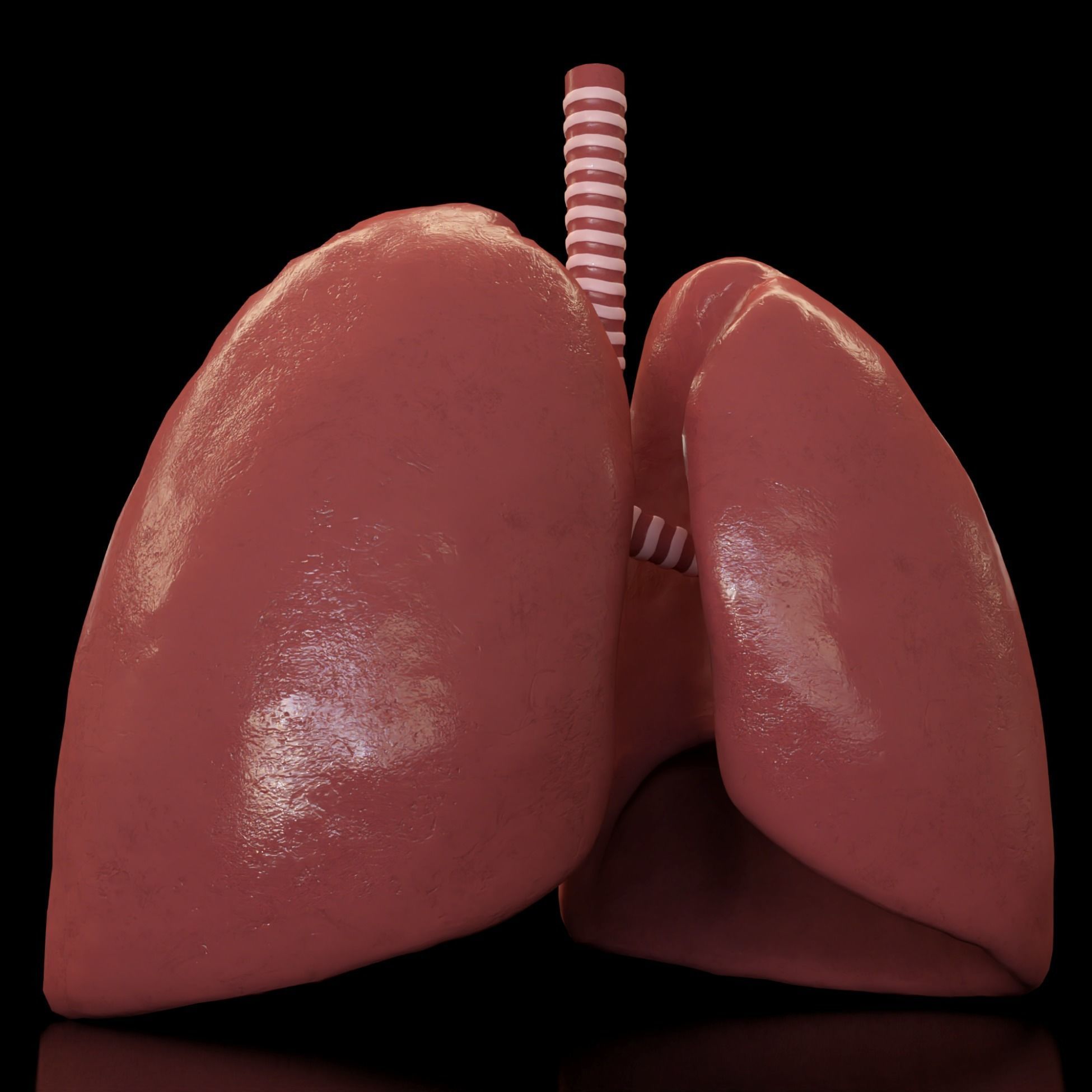 Human Lungs animation Low-poly 3D model_1