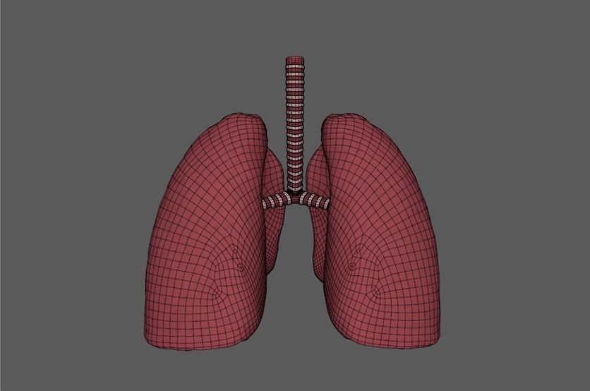 Human Lungs animation Low-poly 3D model_3