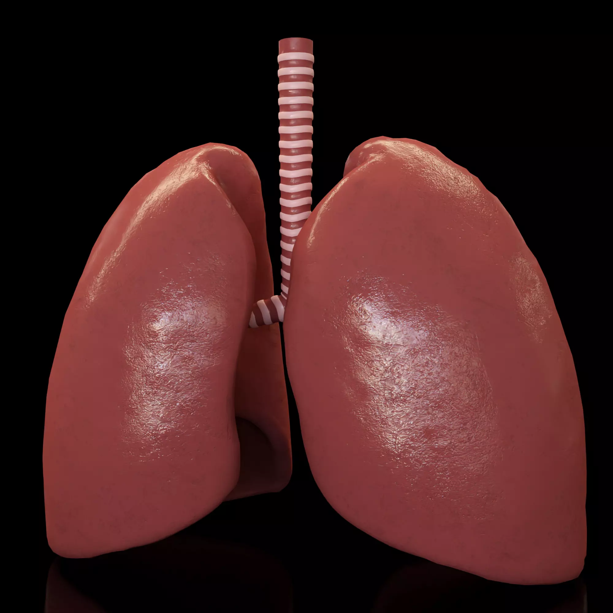 Human Lungs animation Low-poly 3D model_0