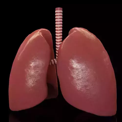 Human Lungs animation Low-poly 3D model