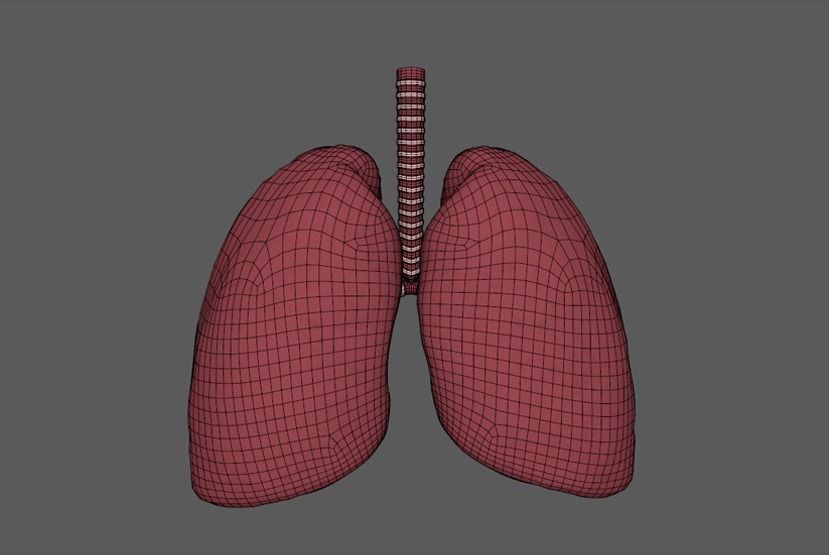 Human Lungs animation Low-poly 3D model_4