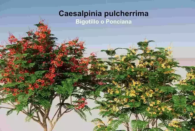 Flamboyant  -Shankasur - Ponciana 3D model