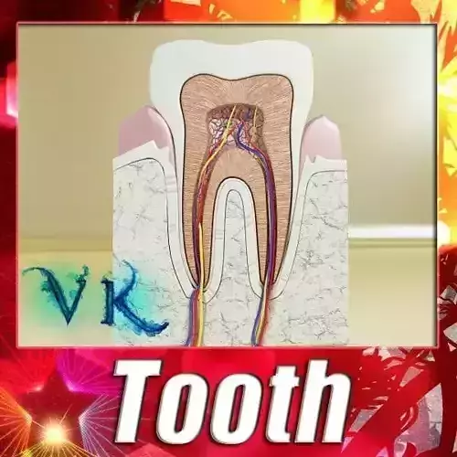 Tooth High Detail