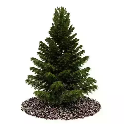 Conifer Tree 3D model
