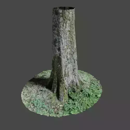 Tree 8 with roots in ground 3D model