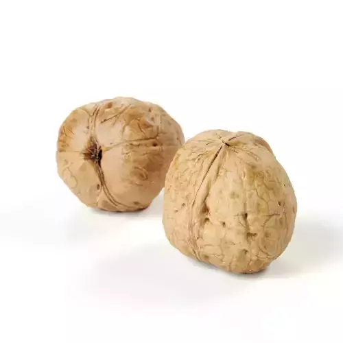 POLYPASTA - Walnut 02