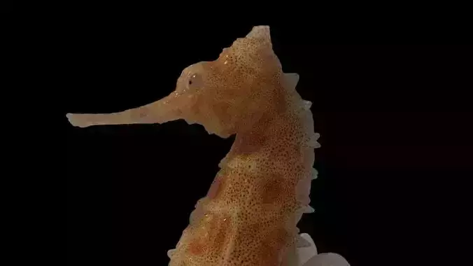 seahorse