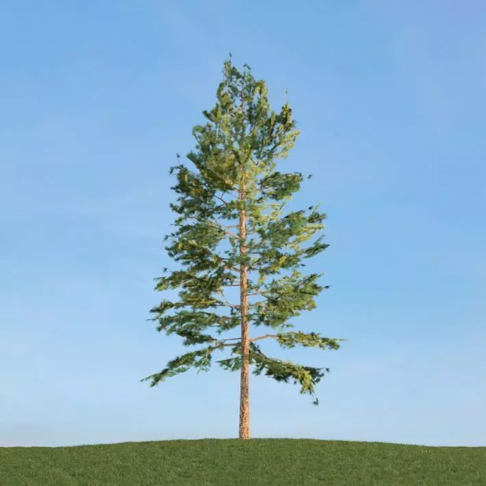 Tree   Green Pine 3D model_0