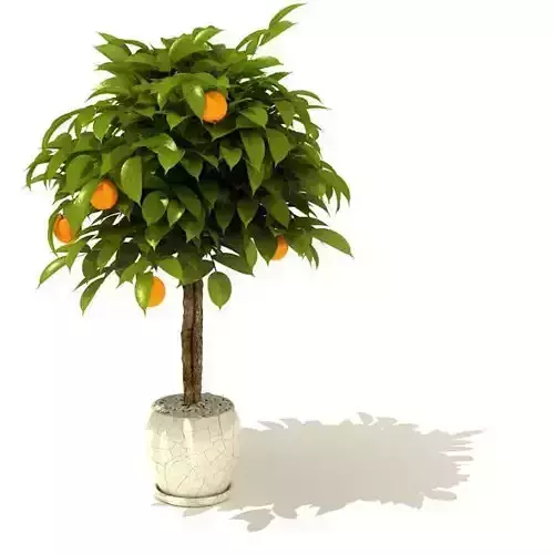 Potted Orange Tree