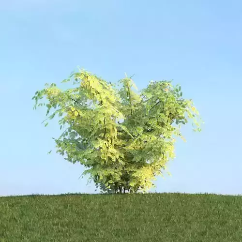 Greenish Yellow Leaf Tree