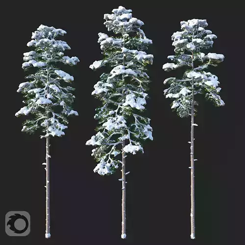 Pine Set 01 Snow version