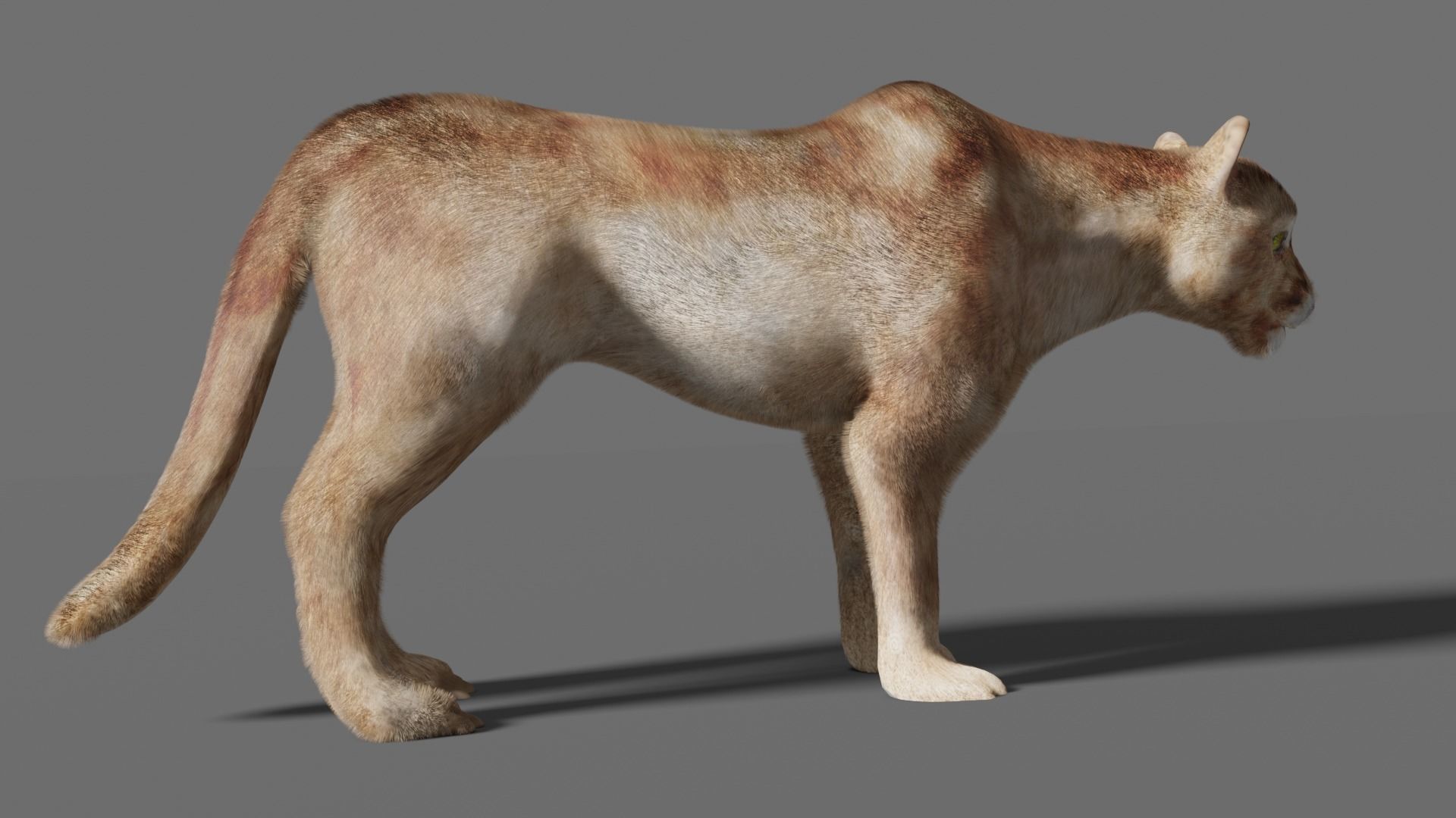 puma 3d lion 3D model_14