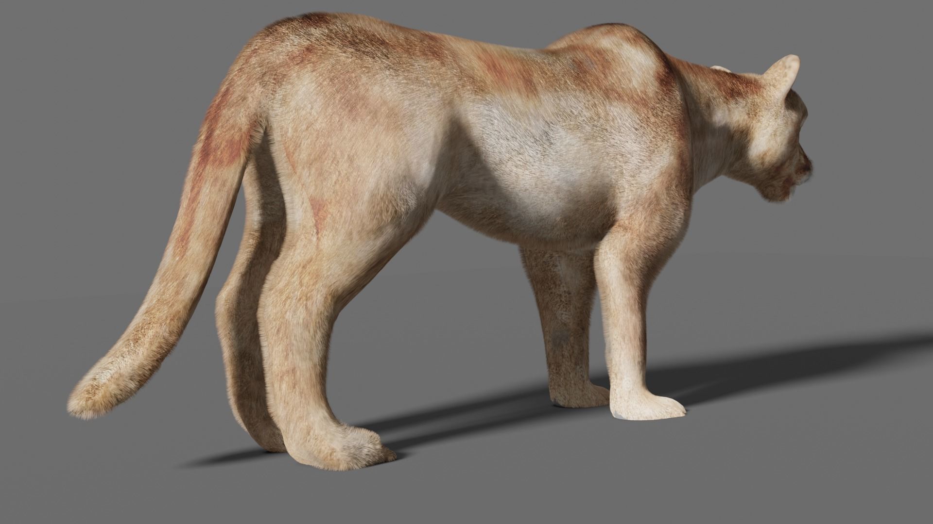 puma 3d lion 3D model_12