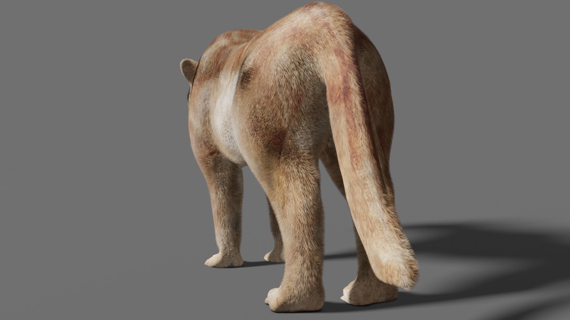 puma 3d lion 3D model_9