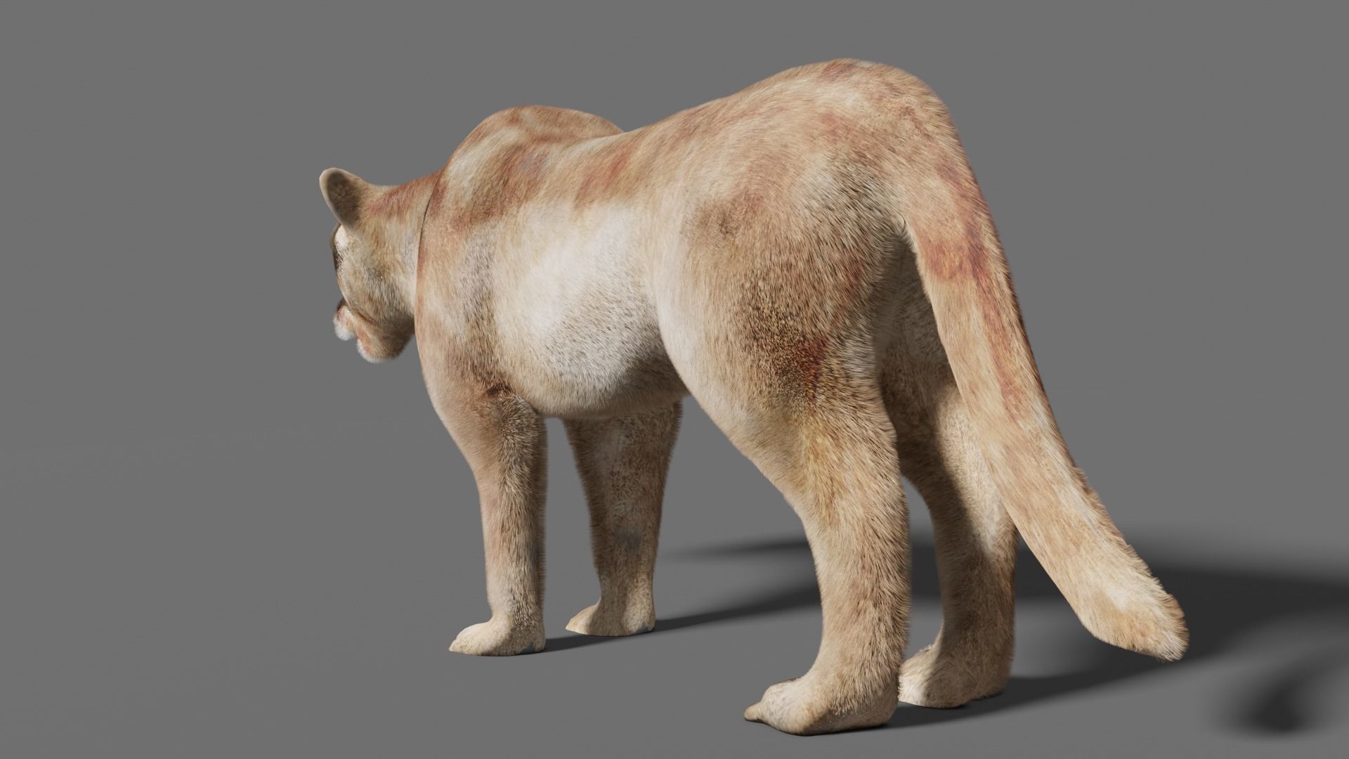puma 3d lion 3D model_21