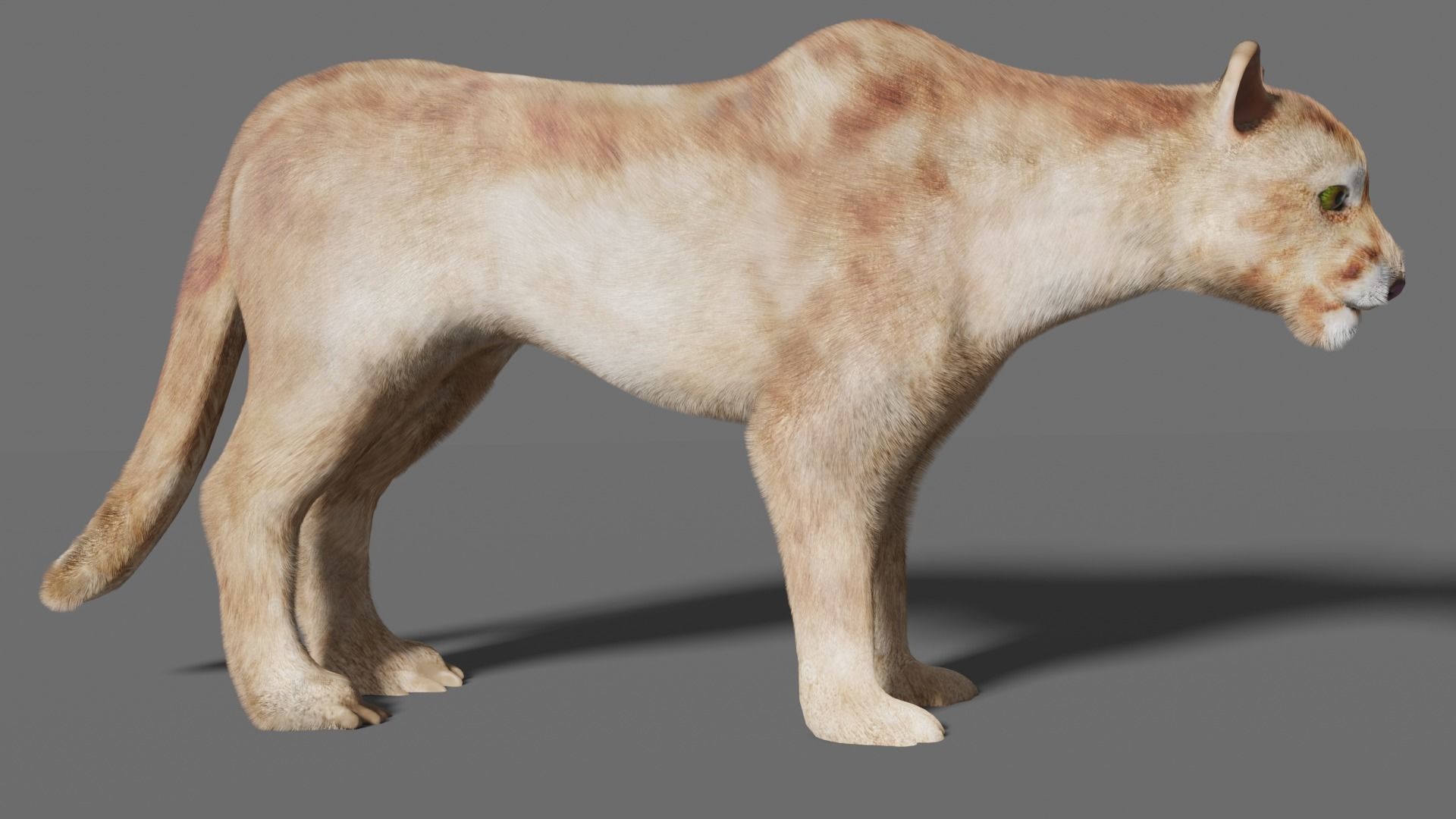 puma 3d lion 3D model_15