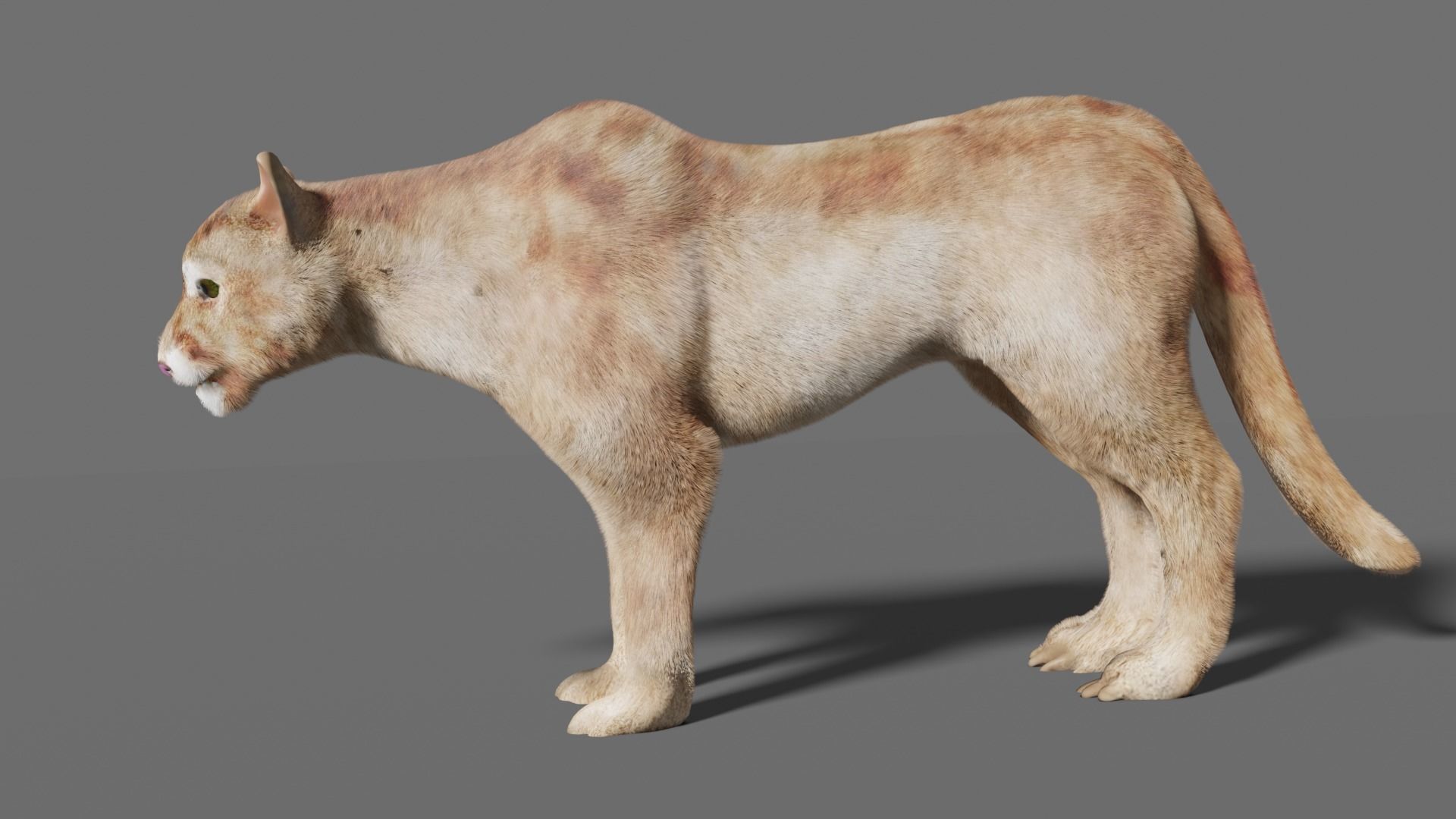 puma 3d lion 3D model_19
