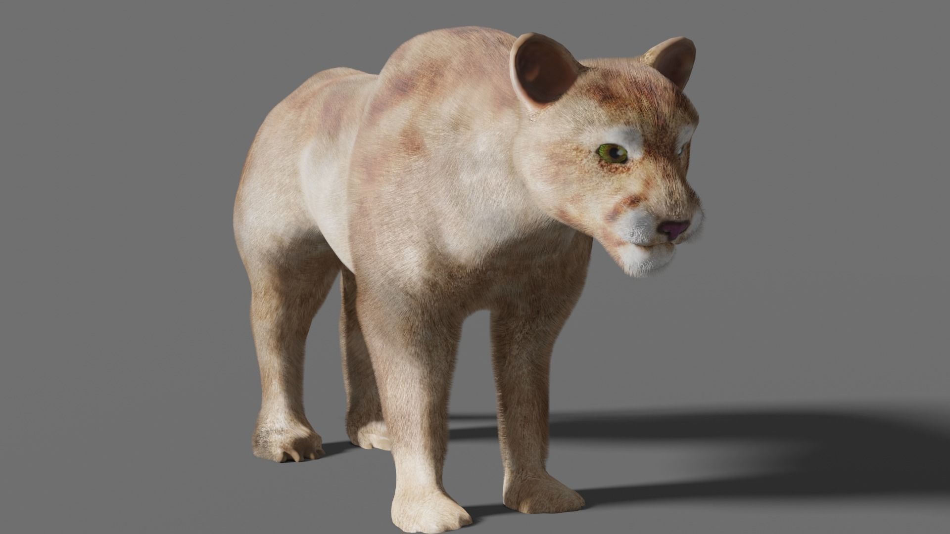 puma 3d lion 3D model_4
