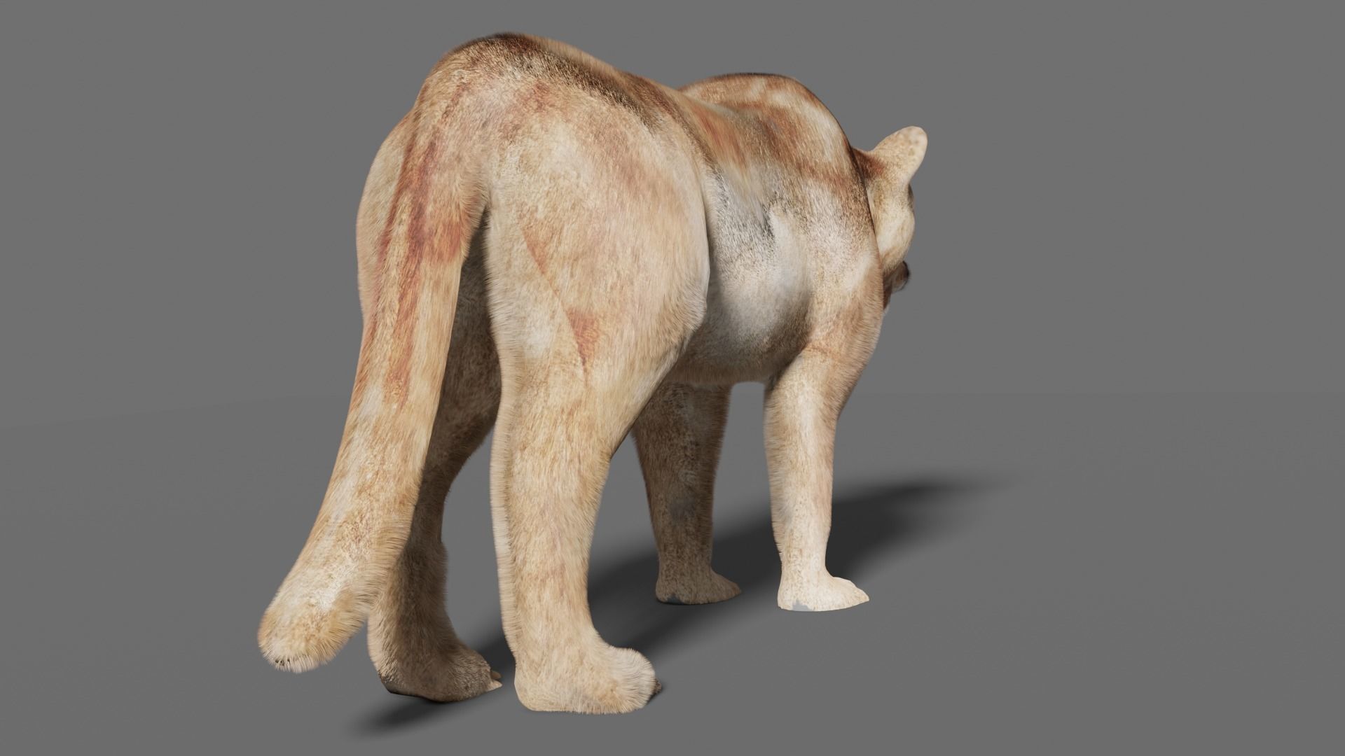 puma 3d lion 3D model_11