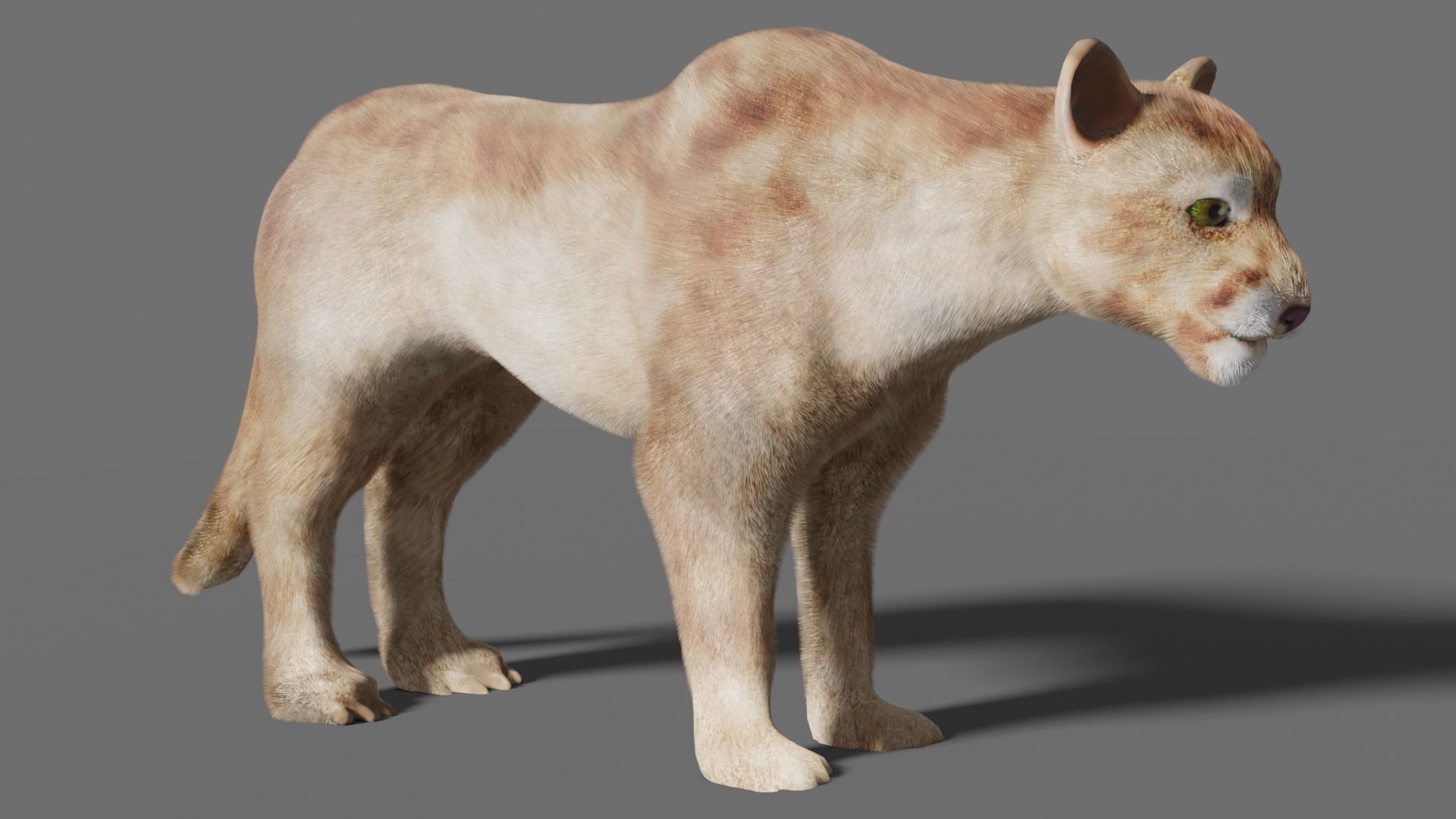 puma 3d lion 3D model_16