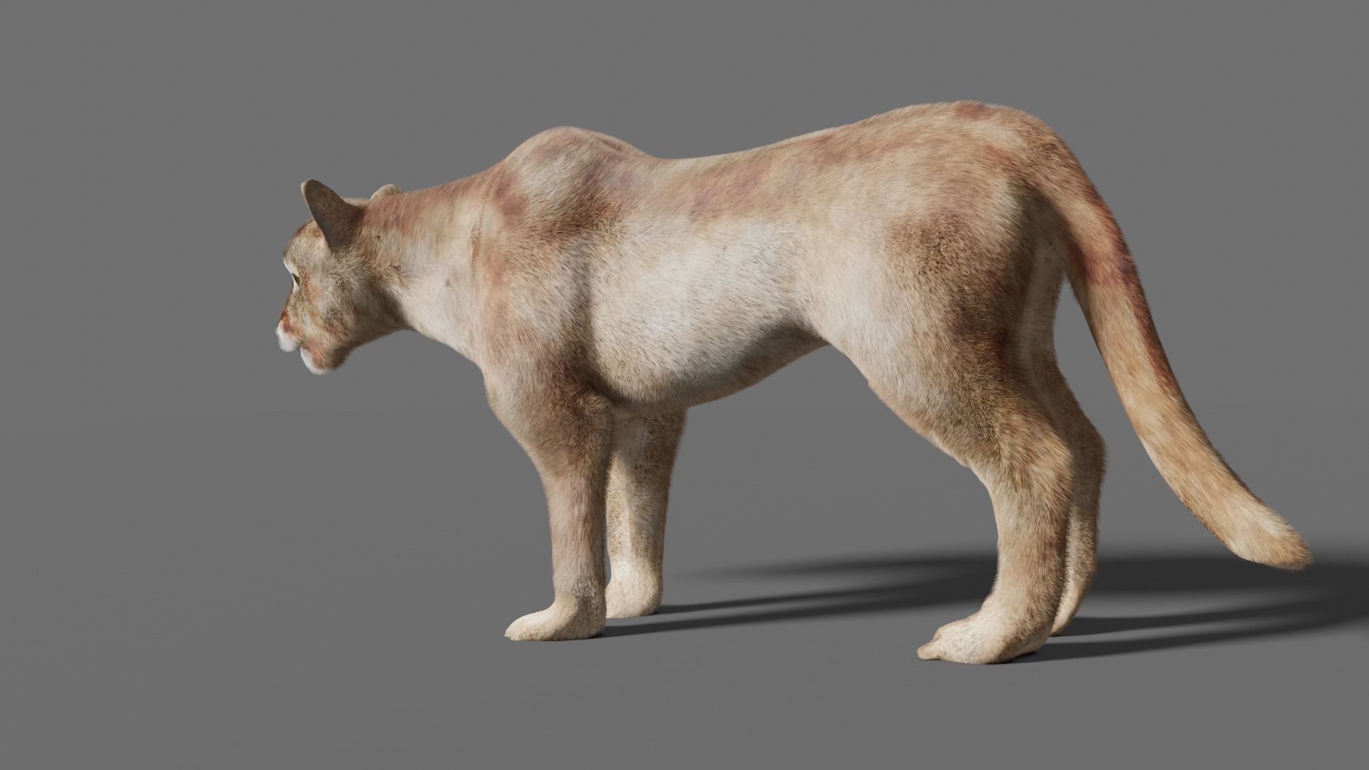 puma 3d lion 3D model_20