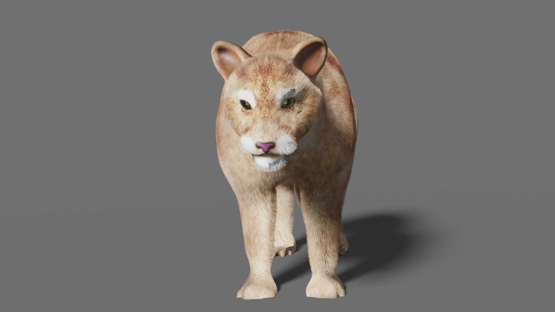 puma 3d lion 3D model_6